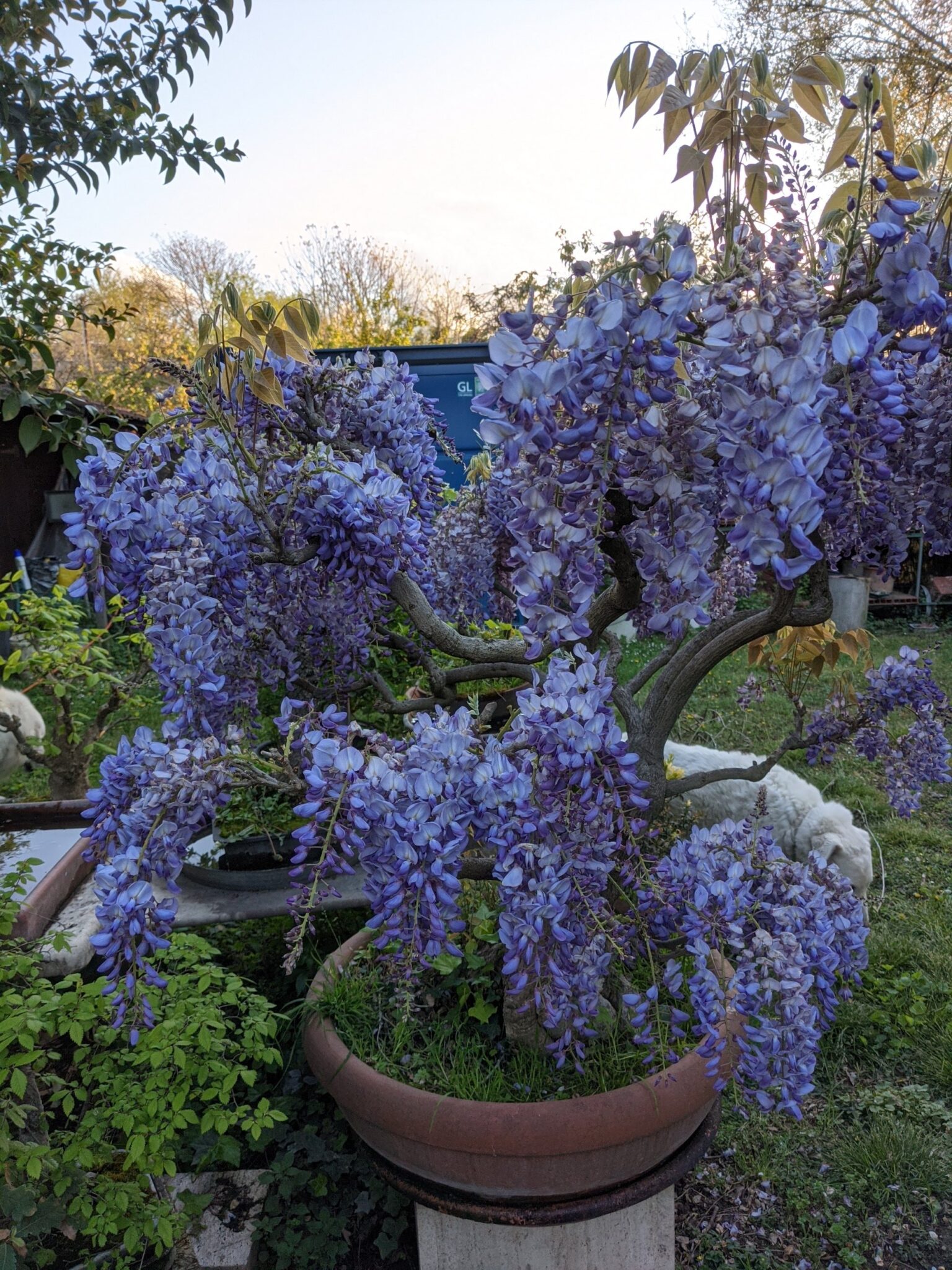 Bonsai Roma - Giardiniere Roma