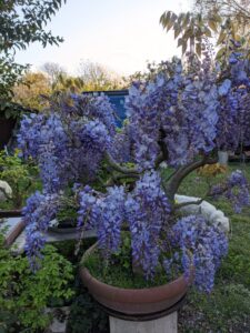 bonsai roma